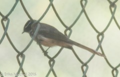 Rhipidura albogularis