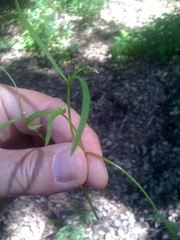 Claytonia parviflora viridis