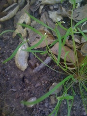 Claytonia parviflora viridis