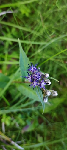 Image of Alpine Saw-Wort (Saussurea alpina) by (c) Andreas Schneider, some rights reserved (CC BY)