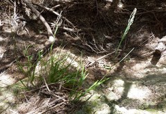 Poa anceps