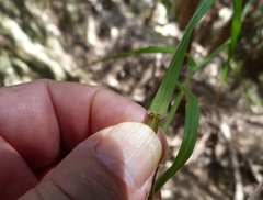 Poa anceps