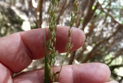 Poa anceps