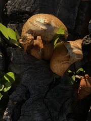 Gymnopilus