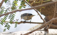 Dicaeum erythrorhynchos