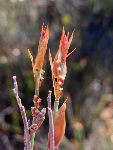 Fine Goldreed (Elegia vaginulata)