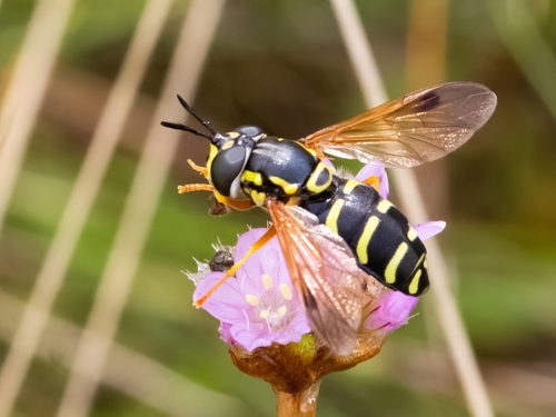 Chrysotoxum festivum nuotrauka
