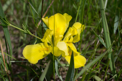 Iris humilis