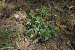 Astragalus testiculatus