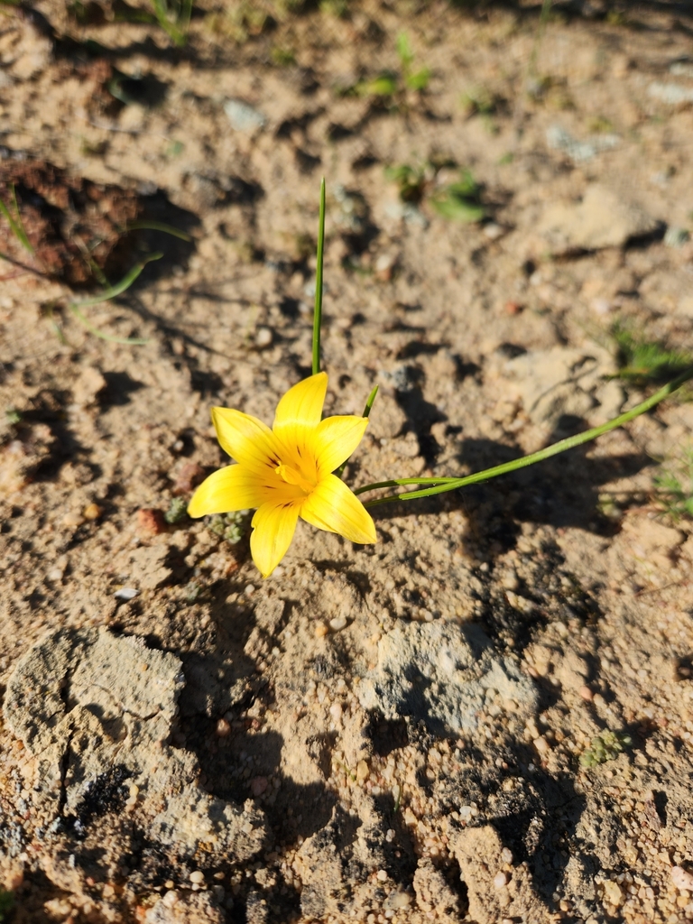 Yellow-striped Sand-crocus from Cederberg Municipality, South Africa on ...
