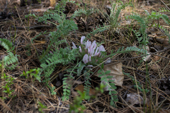 Astragalus testiculatus