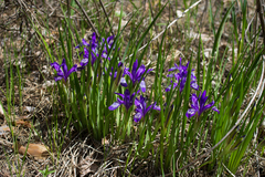 Iris ruthenica