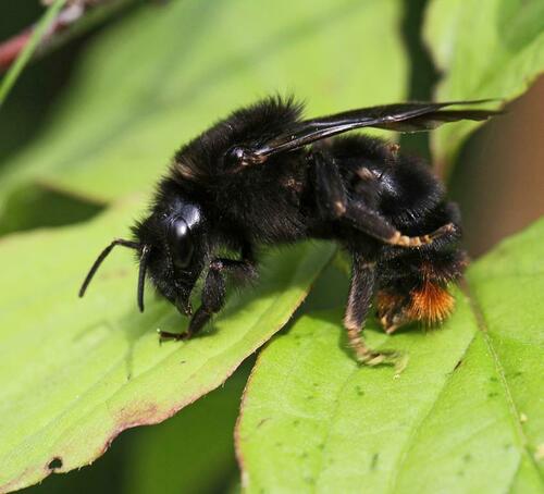 Juodoji gegutkamanė nuotrauka