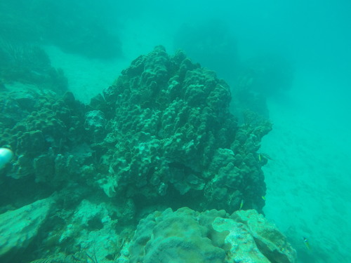Mountain Coral
