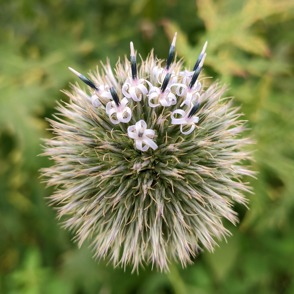 Tall globethistle (Echinops exaltatus)