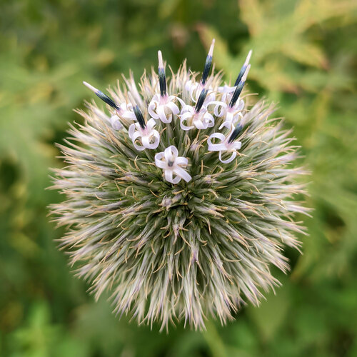 Tall globethistle (Echinops exaltatus)
