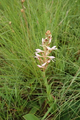 Disa patula