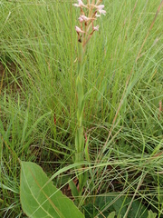 Disa patula