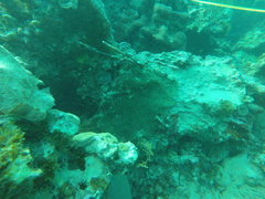 Ricordea florida