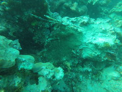 Ricordea florida
