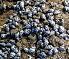 Echinolittorina aspera