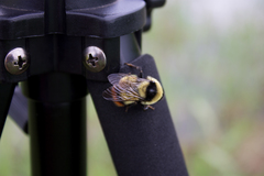 Bombus cullumanus