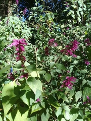 Salvia iodantha