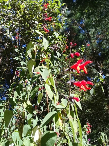 Image of Salvia gesneriiflora by (c) Dayan Romero, some rights reserved (CC BY)