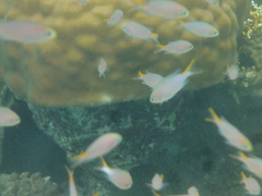 Neopomacentrus miryae