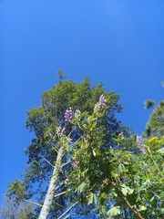 Lupinus elegans