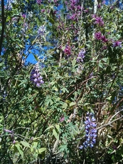 Lupinus elegans