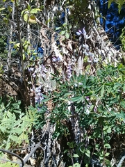 Lupinus elegans