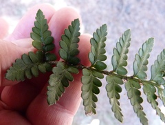 Polystichum oculatum