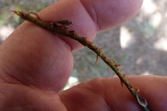 Polystichum oculatum