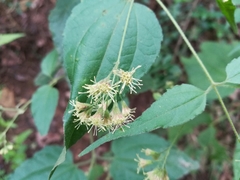 Koanophyllon longifolium