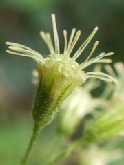 Koanophyllon longifolium