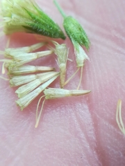 Koanophyllon longifolium