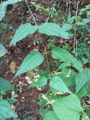 Koanophyllon longifolium