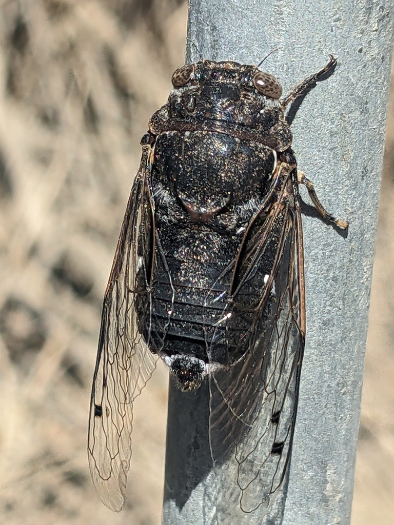 Coastal Cactus Dodger