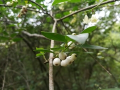 Chiococca pachyphylla