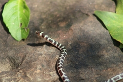 Tantilla semicincta