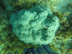 Pseudodiploria clivosa