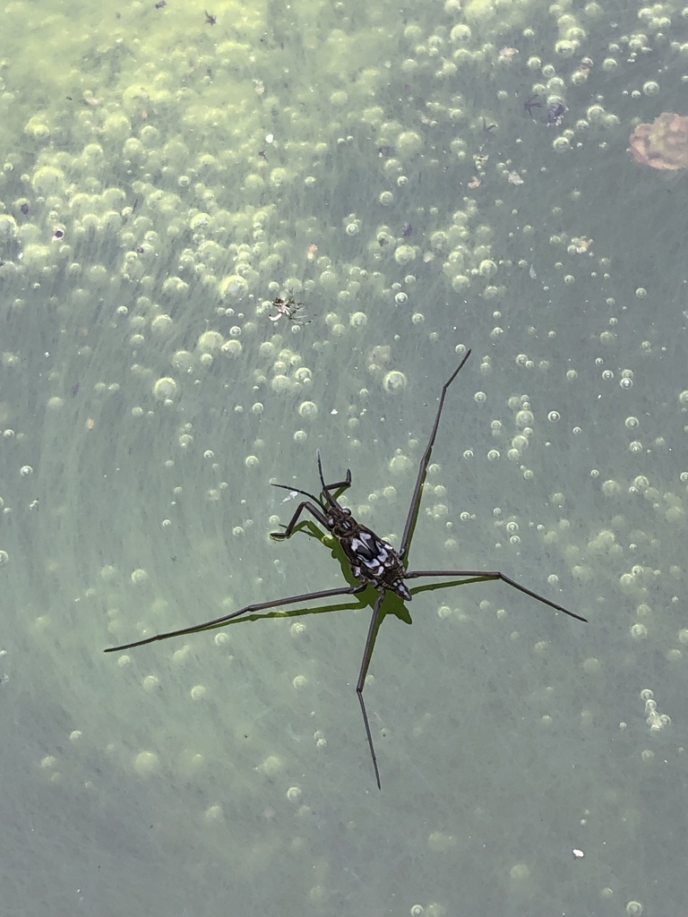 Common Water Strider from Lake Superior Provincial Park, Algoma
