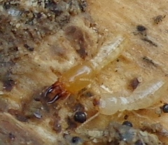 Reticulitermes speratus