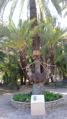 Arecaceae