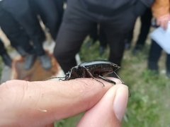 Calosoma
