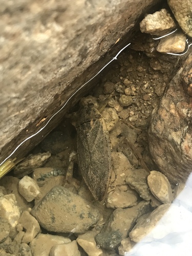 Lethocerus medius photo 4