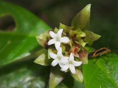 Palicourea suerrensis