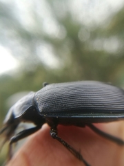 Calosoma