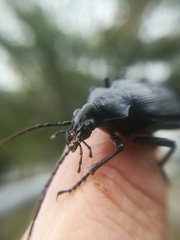 Calosoma
